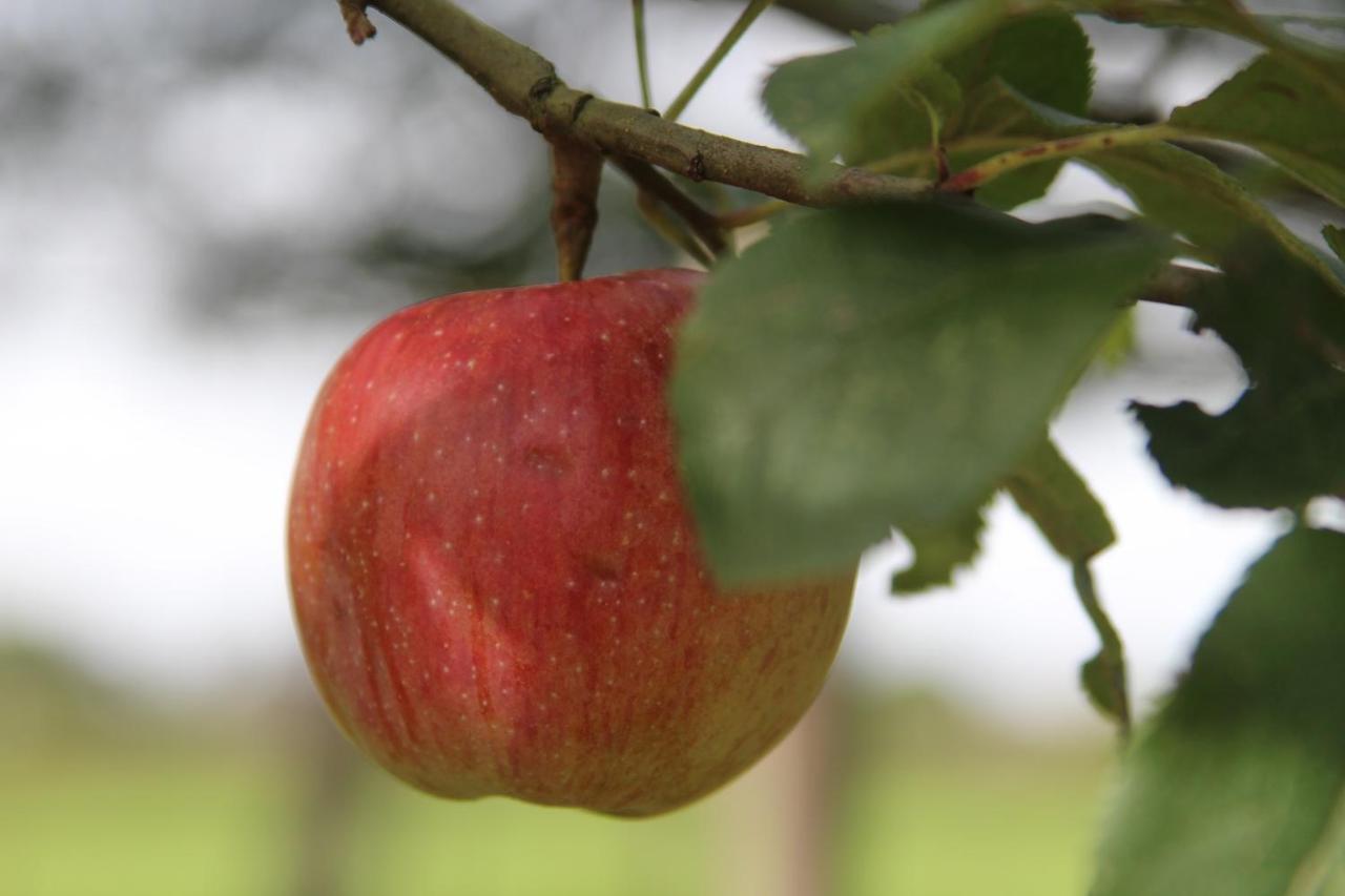 Leuk Boerderijtje Op Prachtige Plek, Nabij Natuurgebied 룰로 외부 사진